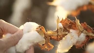 实拍农业棉花丰收视频的预览图